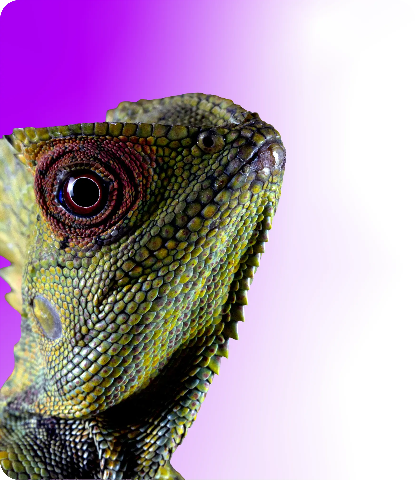 división veterinaria LQCE